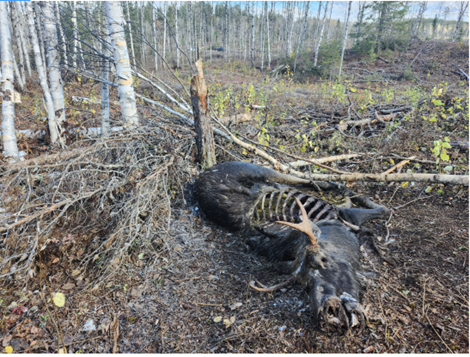 Click to Enlarge Site Image